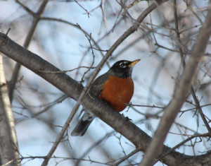 first-robin-spring-030209-lg1